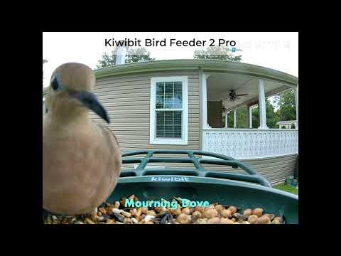 Kiwibit Bird Feeder 2 Pro in Action
