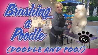 Brushing a Poodle (Doodle or Poo!)- The Right Way to Brush your Poodle or Poodle-Mix-Gina's Grooming