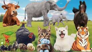Compilation Of Animal Sounds - Elephant, Tiger, Horse, Chicken, Cow, Cat, Dog - Adorable Animals