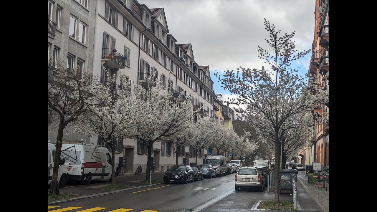 Cherry Blossoms in Zürich YouTube