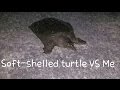 すっぽんと遭遇!リアクションが酷い!Encounter with the soft-shelled turtle