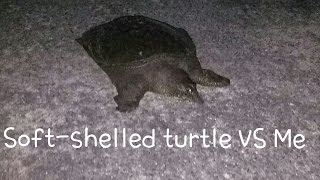 すっぽんと遭遇!リアクションが酷い!Encounter with the soft-shelled turtle