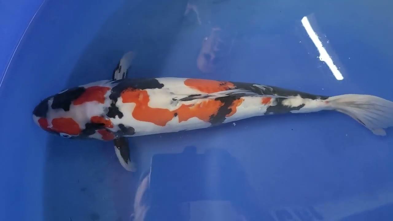 ID 102 Myatora Showa 45cm