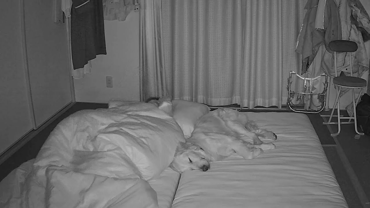 初めて迎えた命日。深夜に起きた驚きの現象を赤外線カメラがとらえてました！【Golden Retriever japan】