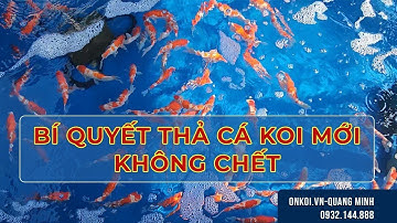 [BÍ QUYẾT] QUI TRÌNH VÀ CÁCH DƯỠNG CÁ KOI MỚI VÀO HỒ 99% KHÔNG CHẾT ONKOI.VN-QUANG MINH - 0932144888