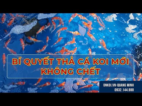 [BÍ QUYẾT] QUI TRÌNH VÀ CÁCH DƯỠNG CÁ KOI MỚI VÀO HỒ 99% KHÔNG CHẾT ONKOI.VN-QUANG MINH - 0932144888