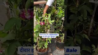Rakhi Bale Creeper आपके garden, gate और balcony को बना देगी बेहद खूबसूरत