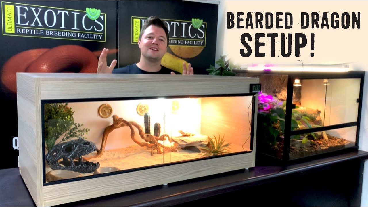 5 Best 120 Gallon Bearded Dragon Tanks (2022 Reviews)