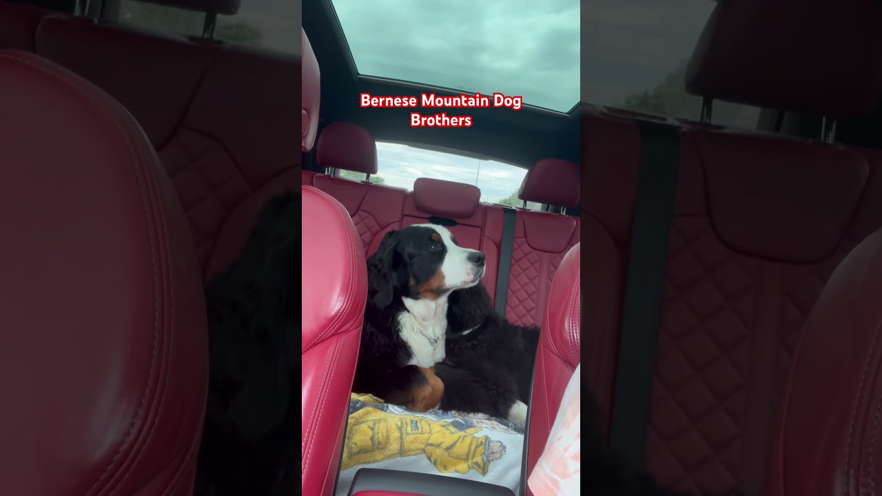 Bernese Mountain Dog Brothers | Cute Dog Videos | Funny Dog Videos