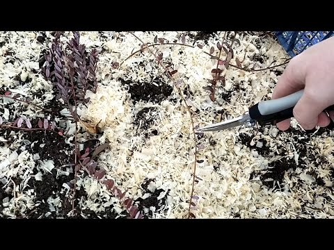 Видео: Как размножаются растения клюквы - узнайте о методах размножения клюквы