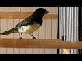 Papa Capim Tui Tui 5 Horas de Canto Tui Tui