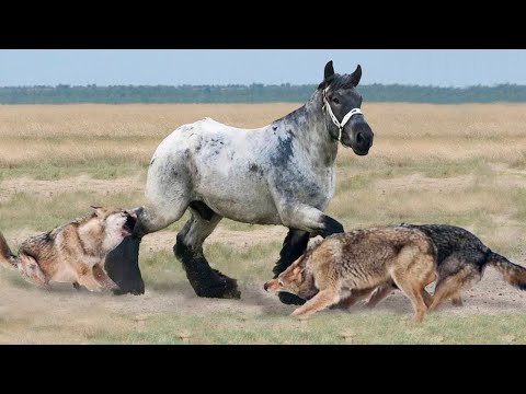 Видео: Волки Окружили Лошадь!  Вот Что Было Дальше...