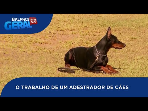 Vídeo: Quem é Um Adestrador De Cães