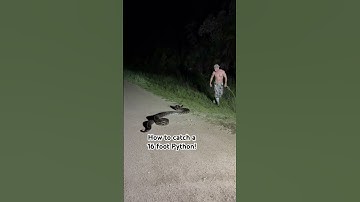 How to catch a 16 foot Python!!!
