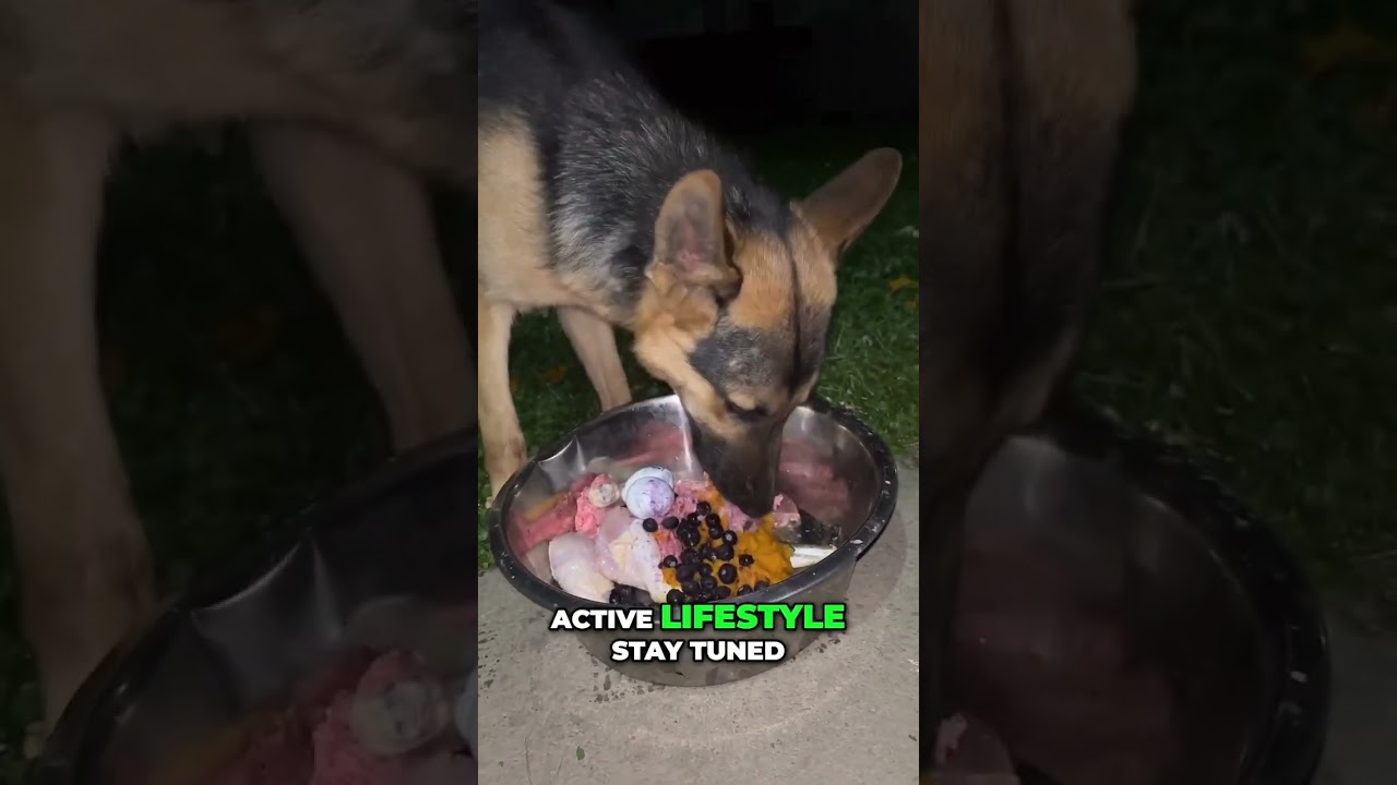 Essential nutrition for dogs prone to dysplasia 