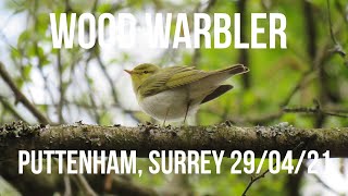 Wood Warbler Puttenham, Surrey 29/04/21