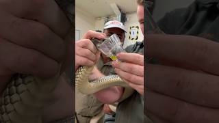 Milking A Venomous Snake🤯