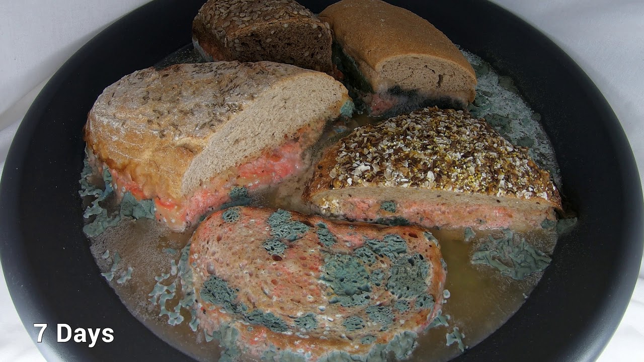 Moldy bread Timelapse 16 days of bread in water YouTube