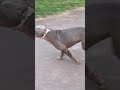# 💪American Pitbull 🥰 good dog 🔥 powerful dog 🐯Pitbull👿 Sher Tak per hamla karne ke liye koi suit🐯