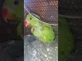 Love you ❤️ || #knowingcraze #shorts #parrot #talkingparot #parrotvideo #parrotlovers #shortsvideo
