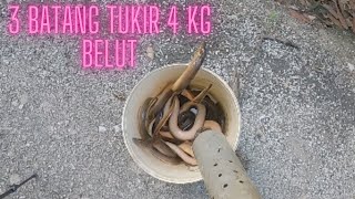 3 batang Tukir Belut Hasil 4kg