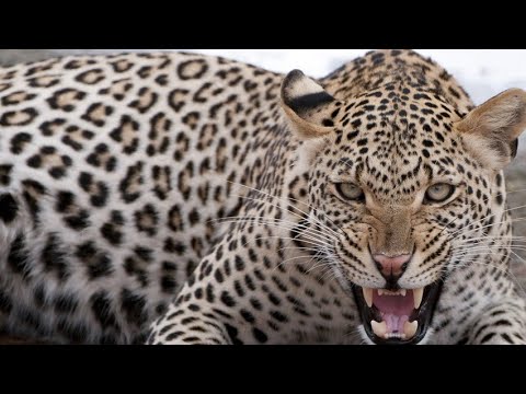 गाउँलेलाई दुख दिने चितुवा पासोमा । leopard in Jhapa, Nepal