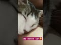 #Catlovers #Cat #TrendingVideo # pet lover #youtubeshorts #tumko bulau