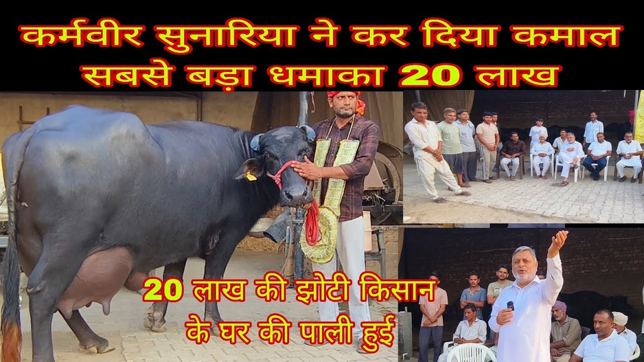 कर्मवीर सुनारिया ने कर दिया कमाल सबसे बड़ा धमाका 20 लाख की झोटी किसान के घर की पाली हुई 