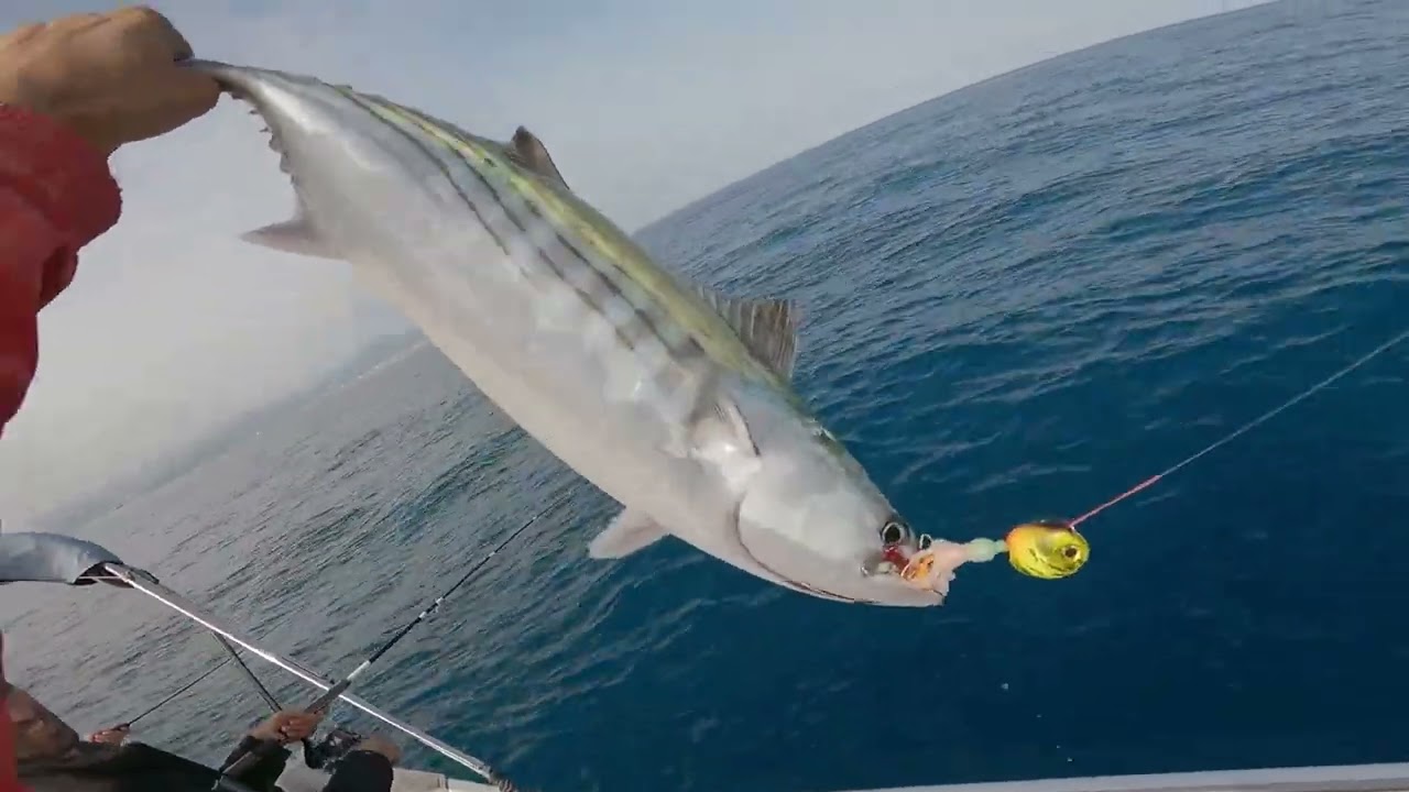 la pèche au Tai Rubber en Algérie 19-04-2025 الصيد بتقنية الطاي روبر في الجزائر