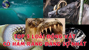 Top 5 Loài Động Vật Có Hàm Răng Đáng Sợ Nhất Thế Giới | Khám Phá Thế Giới