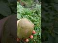 This Is For Mango Lovers рџ Mango Chillisalt Shortsviral рџ Ґ This Is For Mango Lovers рџ Mango Chillisalt Shortsviral рџ Ґ