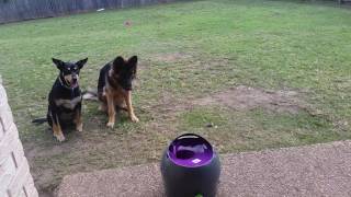 Using the PetSafe Ball Launcher feat. Maggie the GSD and Benny the Kelpie X