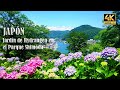 Flores hermosas: Explorando el jardín de Hydrangea en el Parque Shimoda, Japón.