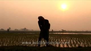 Paddy plantation in West Bengal