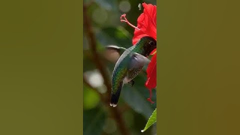 Close up of a humming bird drinking nectar 🐦🌺