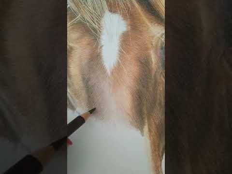 WIP Tennessee Walker Horse