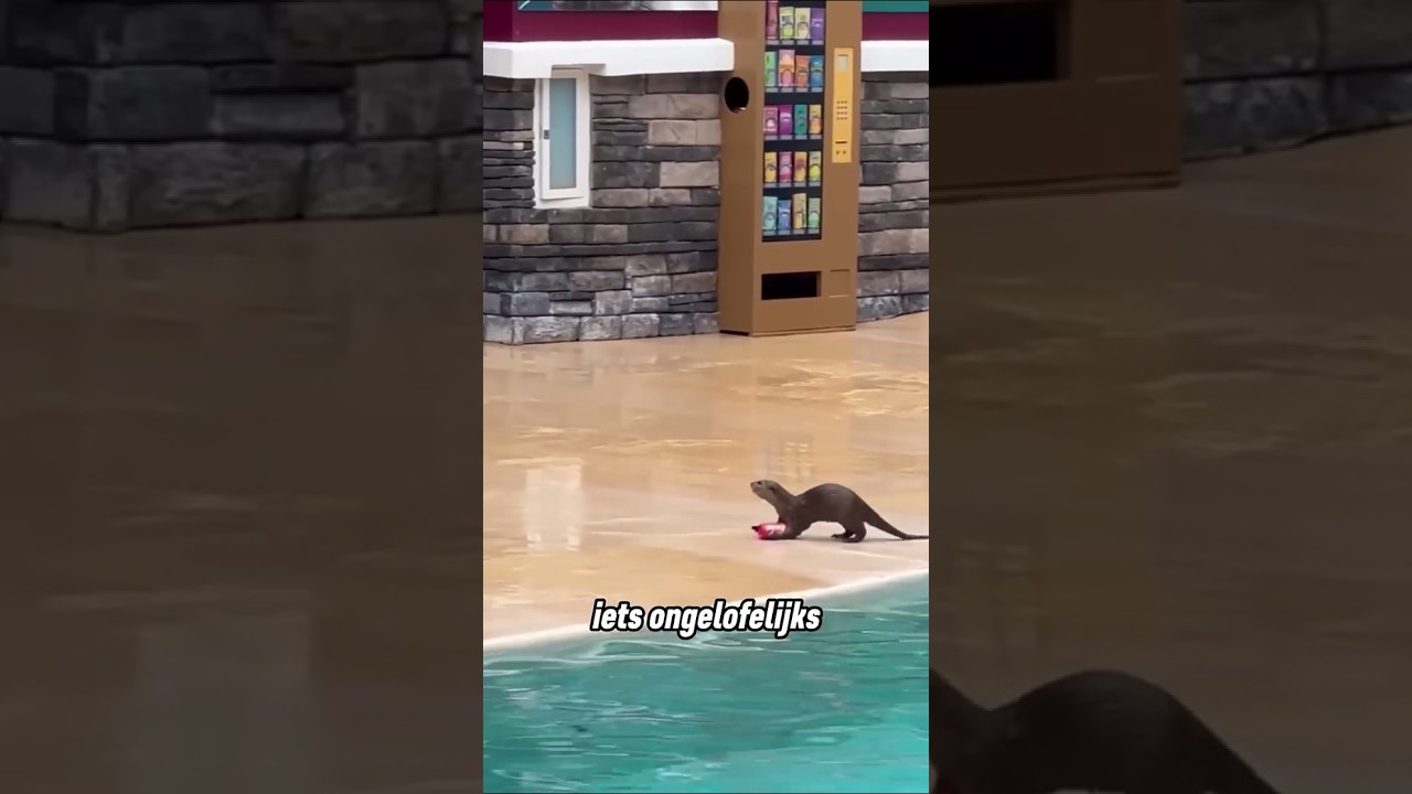 De otter deed iets wat niemand had verwacht 😲