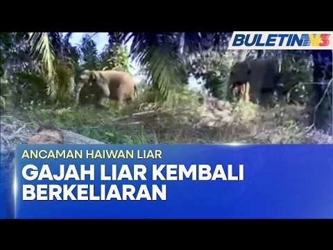 WILD ANIMAL THREAT | Residents Uneasy as Elephants Wander Around Felda Neram 2 Again