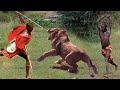 Aborigines recklessly rob the lion&#39;s prey and the end