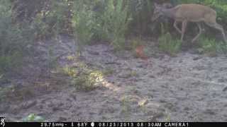 Cowhorn Buck?