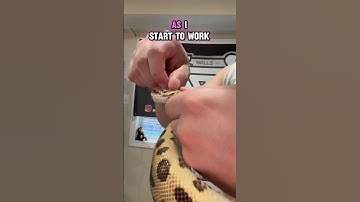 REMOVING STUCK SHED FROM MY BATMAN BALL PYTHON