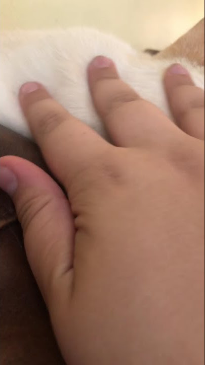 Cat paradise #shorts #cats #paradise