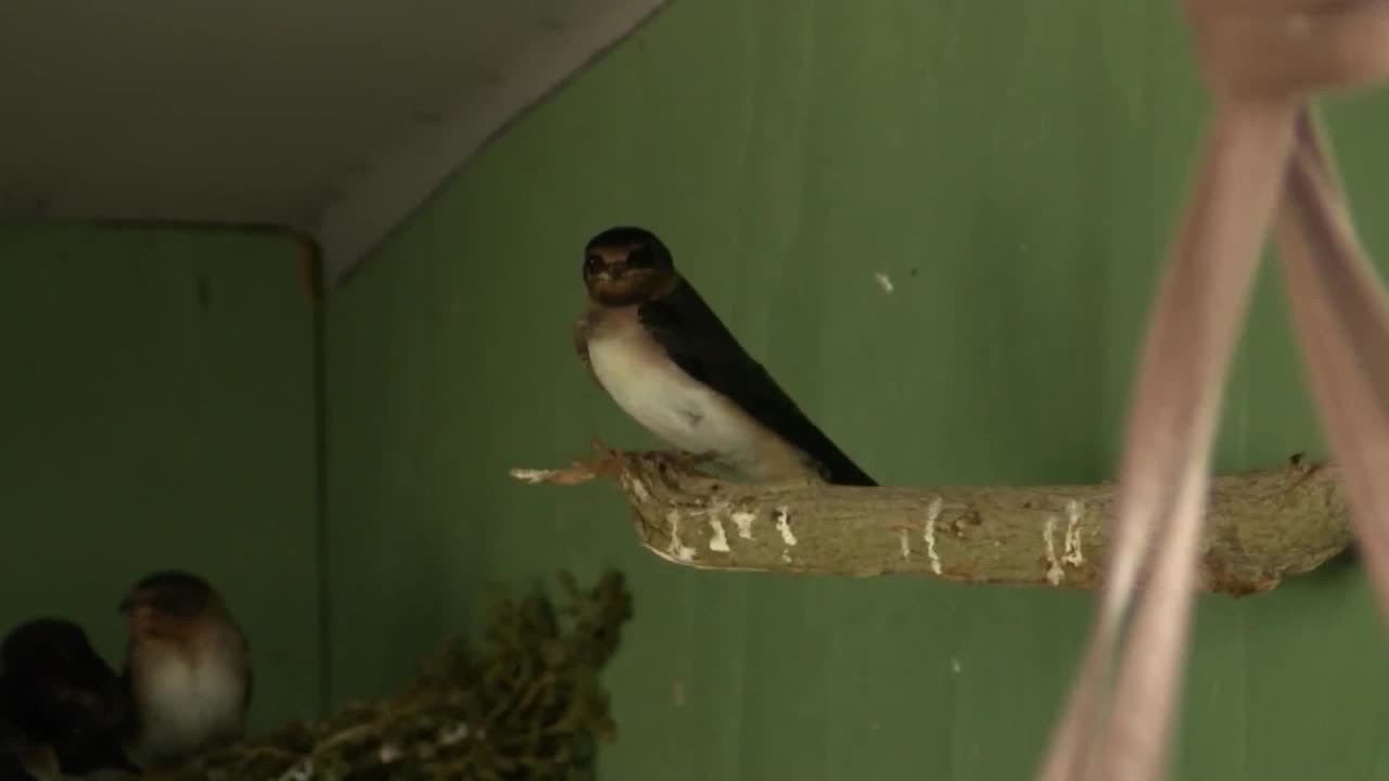 Volunteers needed: How you can help Pacific Wildlife Care during bird nesting season