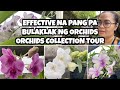 PANGPA BULAKLAK NG ORCHIDS (ORCHIDS COLLECTION TOUR)