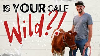 How To Train a Calf to be a Family Milk Cow | Beautiful Guernsey Heifer