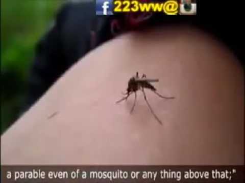 فيديو: كم يعيش البعوض