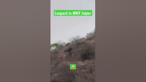 Leopard In MNIT Jaipur #mnit #iitbombay #mnitjaipur #jee #iit #viral #iitjee #jeemotivation