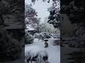 Our Neighbour's Winter Backyard