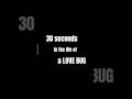 30 Seconds in the Life of a Love Bug #lovebug #thatisthelife #whatalife