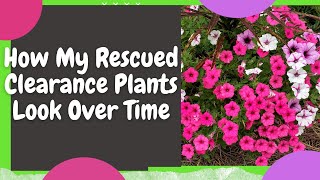 How My Clearance Plant Rescues Have Faired Over Time